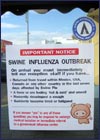 Swine flu